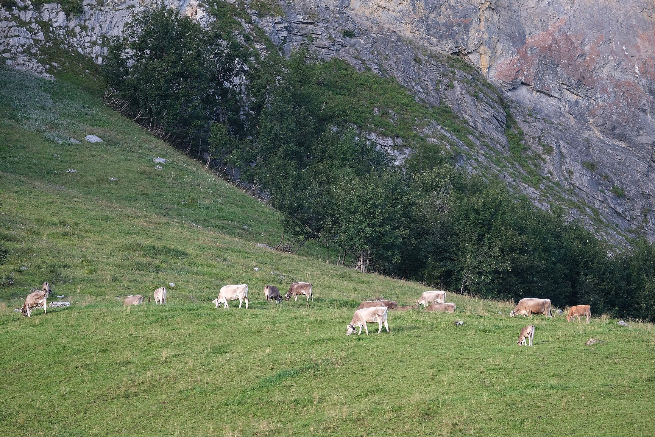 Gesundes Vieh auf der Alp Schrina