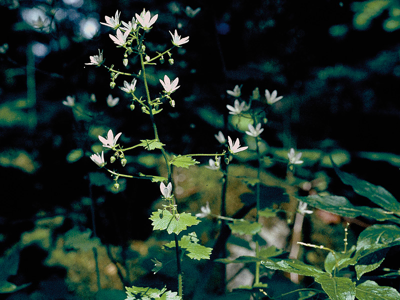 Rundblättriger Steinbrech (Saxifraga rotundifolia)