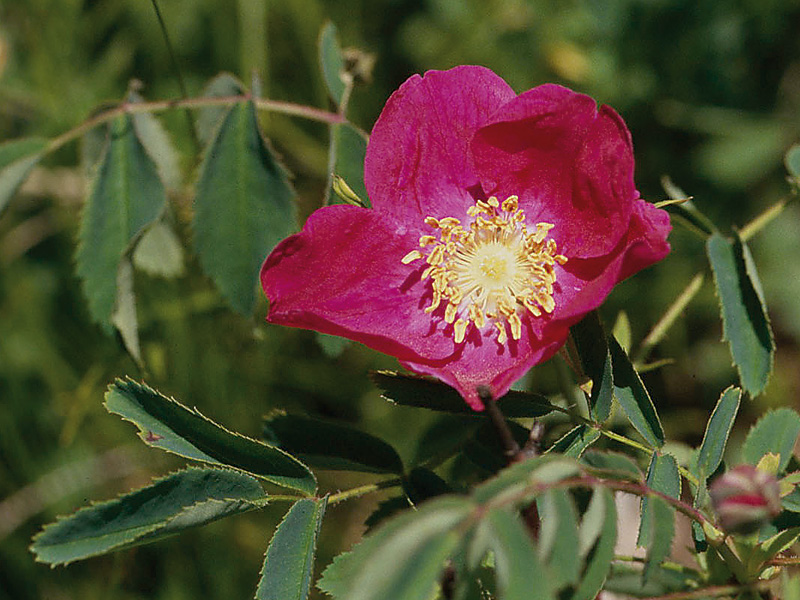 Alpen-Heckenrose (Rosa pendulina)